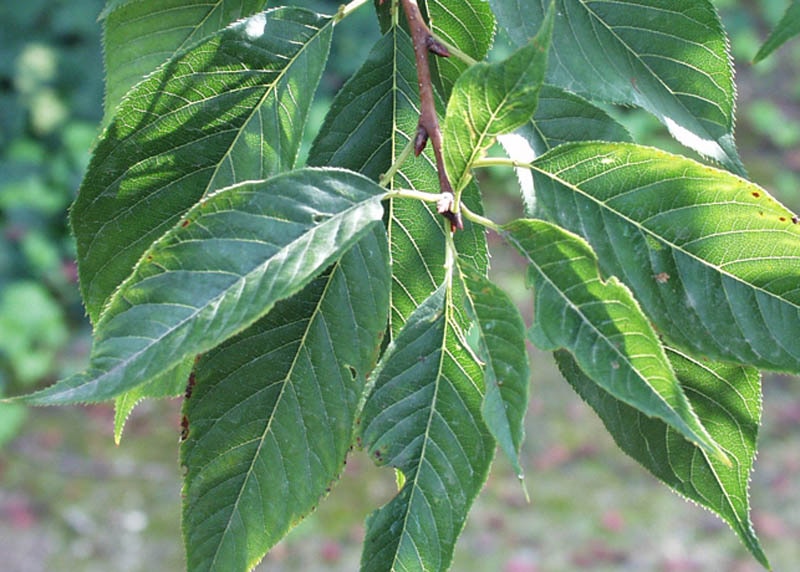 Leaves of the Cherry 