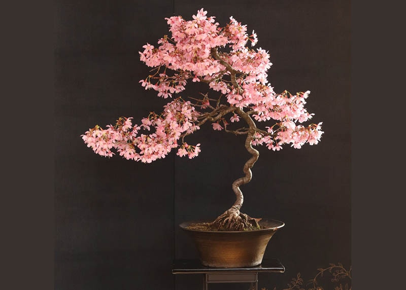 Japanese prunus (Sakura bonsai) 