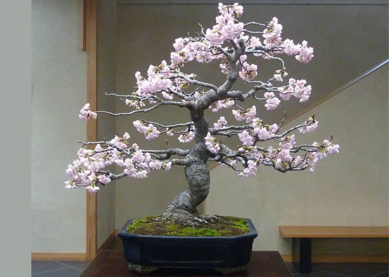 Prunus bonsai in Japan 