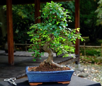 Chinese elm