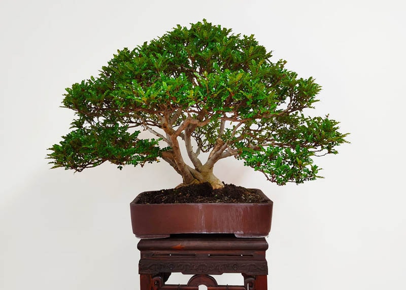 Chinese pepper bonsai tree 