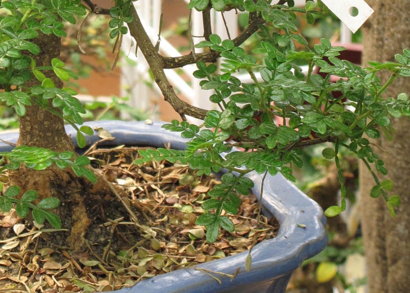 Leaves of the Chinese pepper 