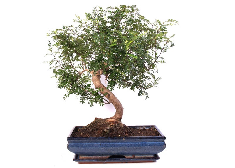 Zanthoxylum bonsai 