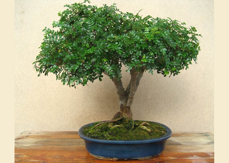 Chinese pepper bonsai tree 