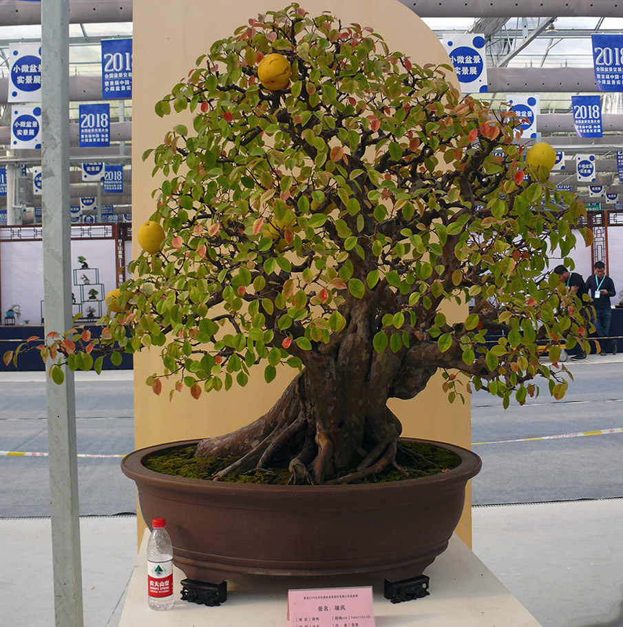 Chinese quince Bonsai tree