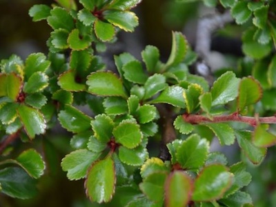 Japanese flowering quince Chaenomeles japonica ‘Chojubai’