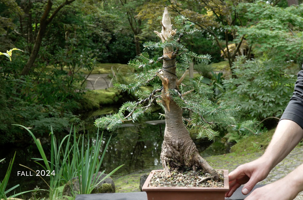 The result, a Christmas tree that became a Bonsai.