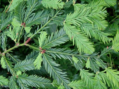 Coast redwood Sequoia sempervirens