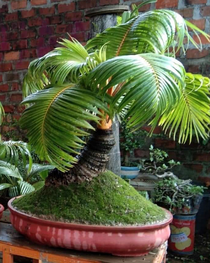 Coco  Bonsai