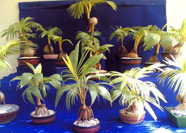 Coconut Bonsai trees collection