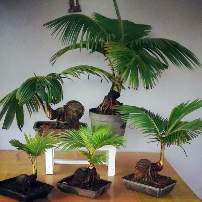 Coconut Bonsai trees