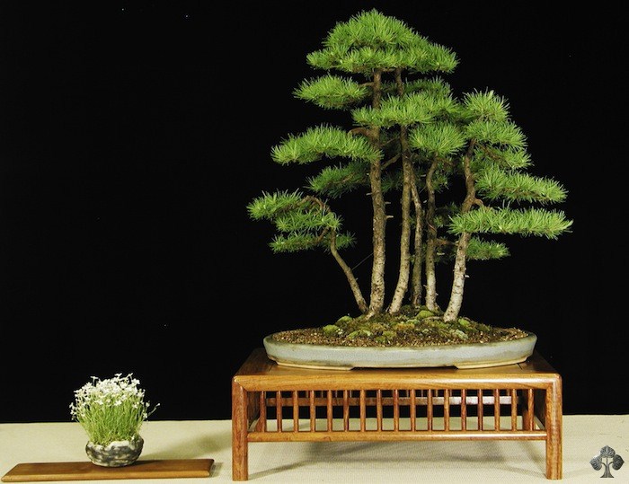 Larix forest