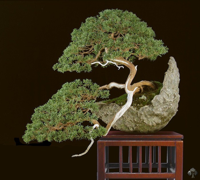 Shimpaku Juniper bonsai