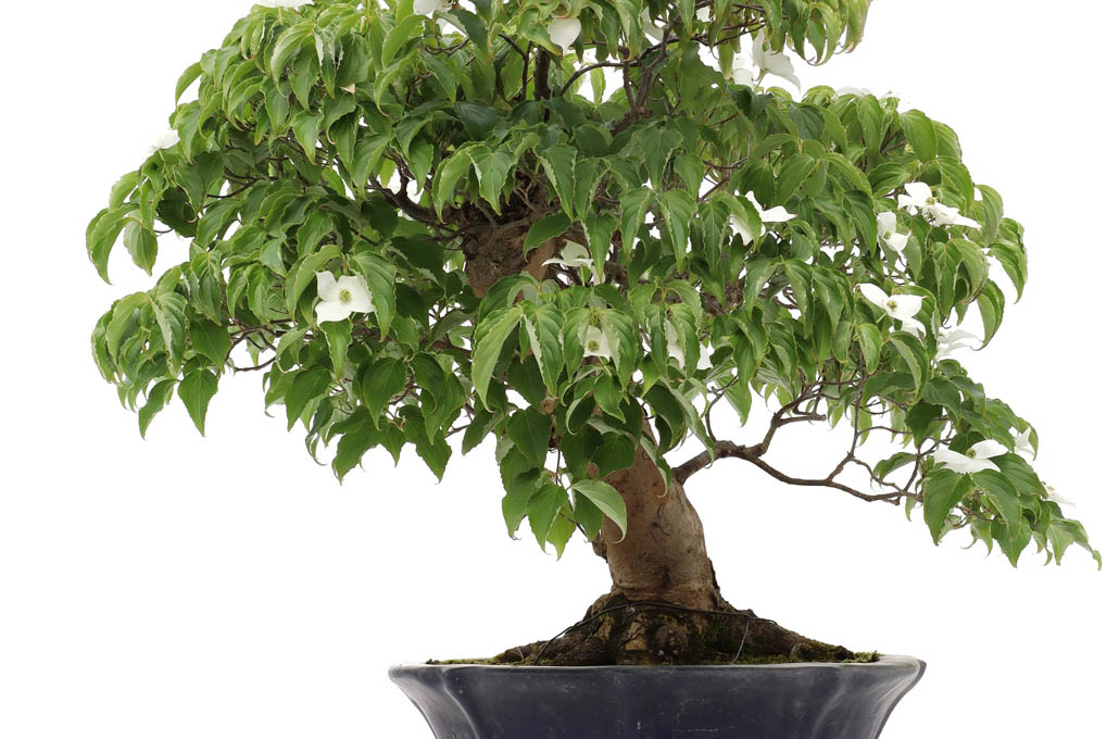 Dogwood Bonsai