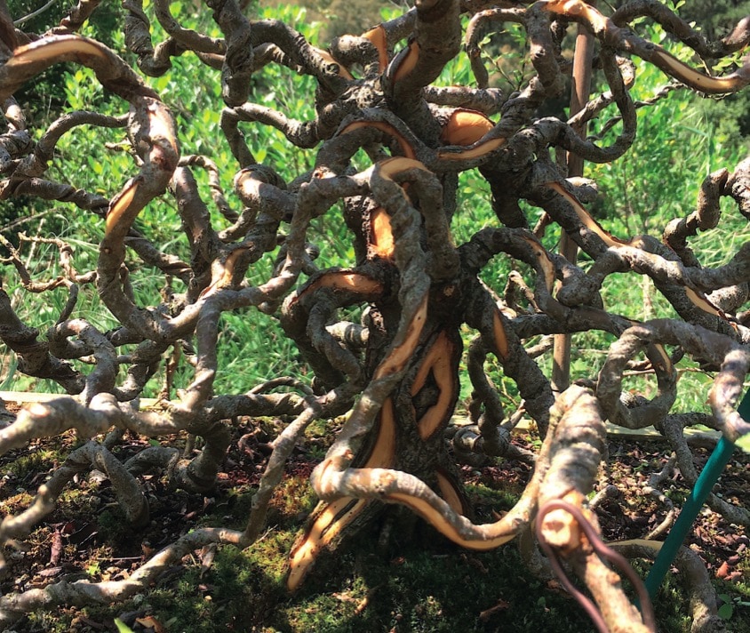 Kozumikku style Bonsai, or Burton style Bonsai