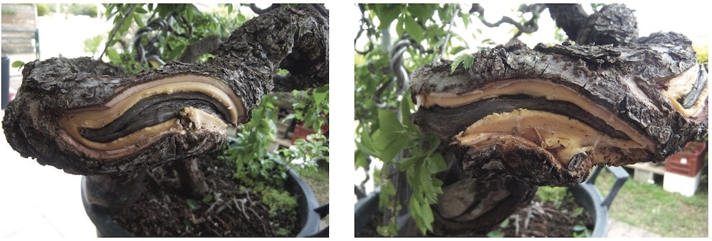 Kozumikku style Bonsai, or Burton style Bonsai