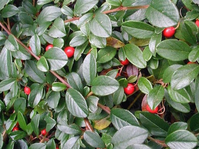 Cotoneaster Cotoneaster