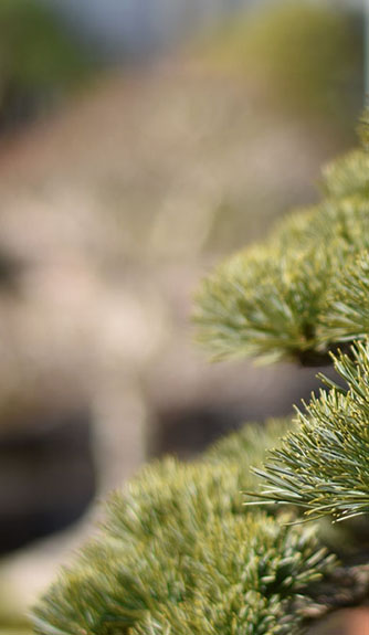 Advanced Bonsai Course 2