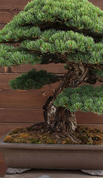 Developing Coniferous Bonsai