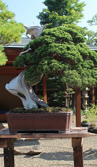 Bonsai Fundamentals Course