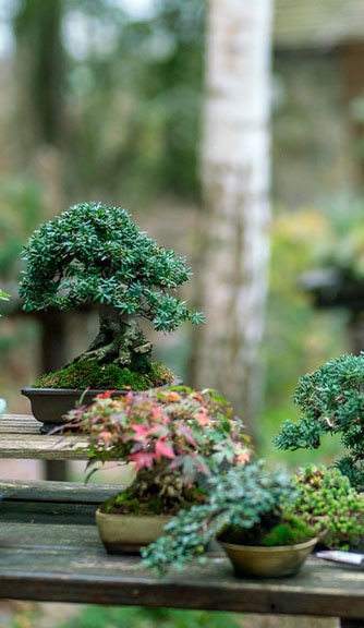 Shohin Bonsai Course