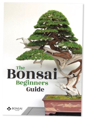 The Bonsai beginners guide