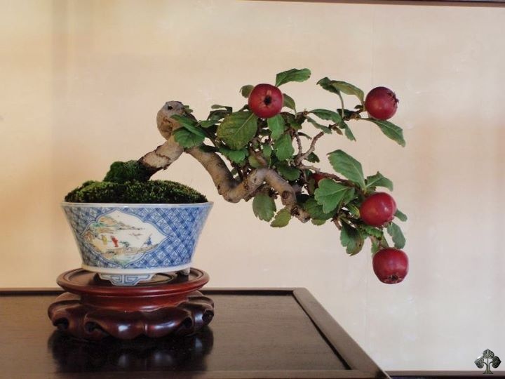 Malus, Apple Bonsai