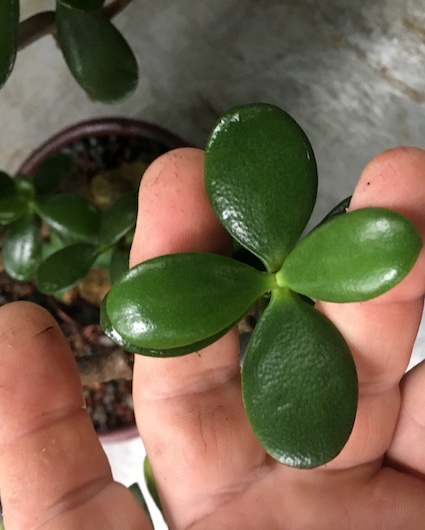 Crassula leaves