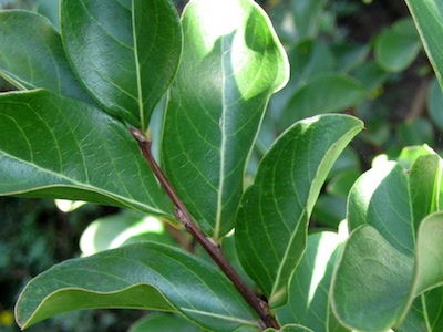 Crepe myrtle Lagerstroemia indica