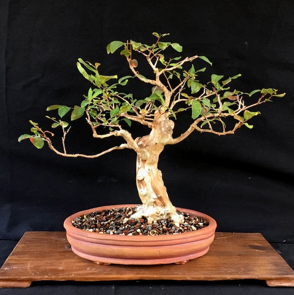 Crepe Myrtle Bonsai