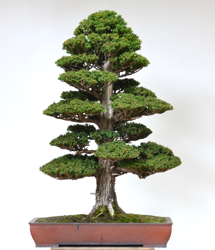 Japanese Cedar (Cryptomeria japonica)