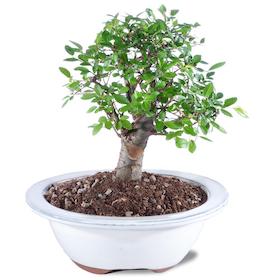 Chinese Elm