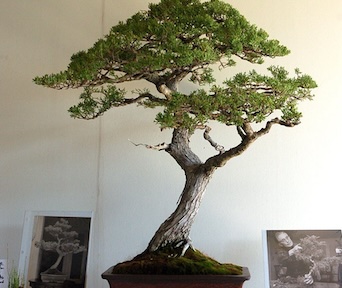 Monterey cypress