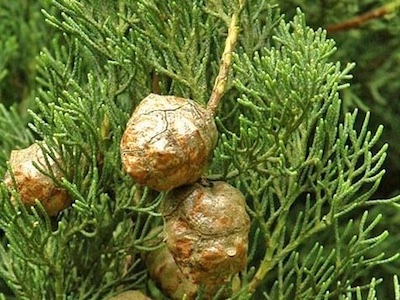 Mediterranean cypress Cupressus sempervirens