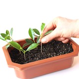 Place the cuttings about one inch (two centimeters) into the soil.