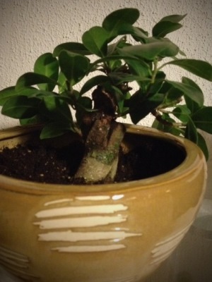 Ficus cutting