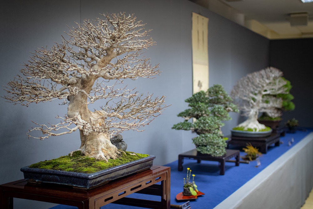 UBE Bonsai Exhibition