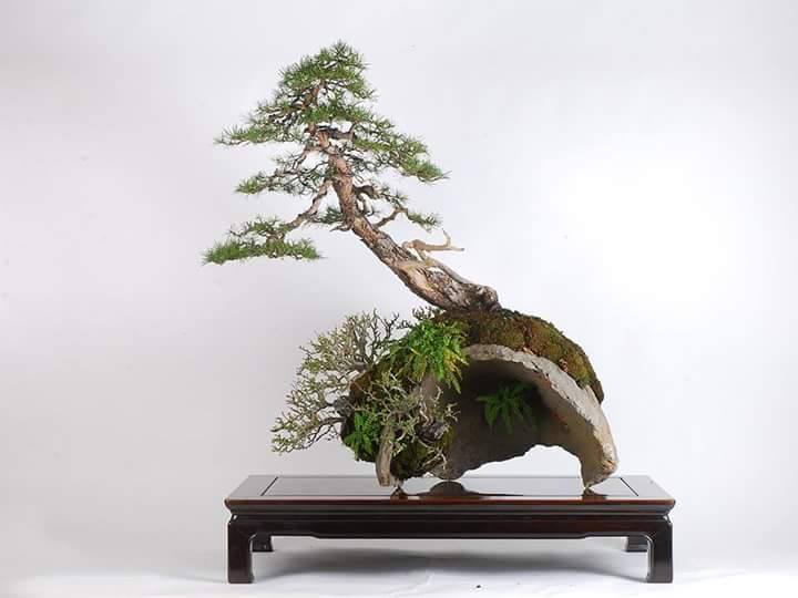 Landscape bonsai