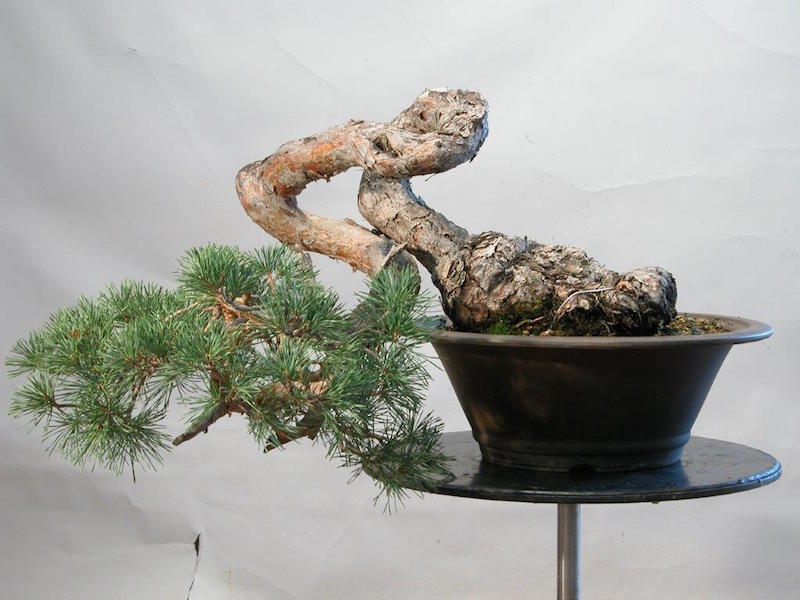 Pine Bonsai