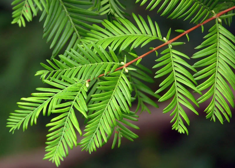 Leaves of the Dawn redwood 