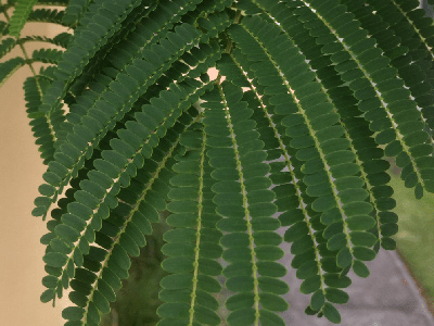 Flame Tree Delonix regia