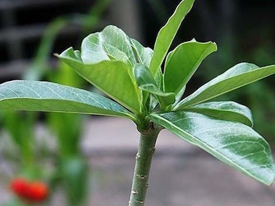 Desert rose Adenium