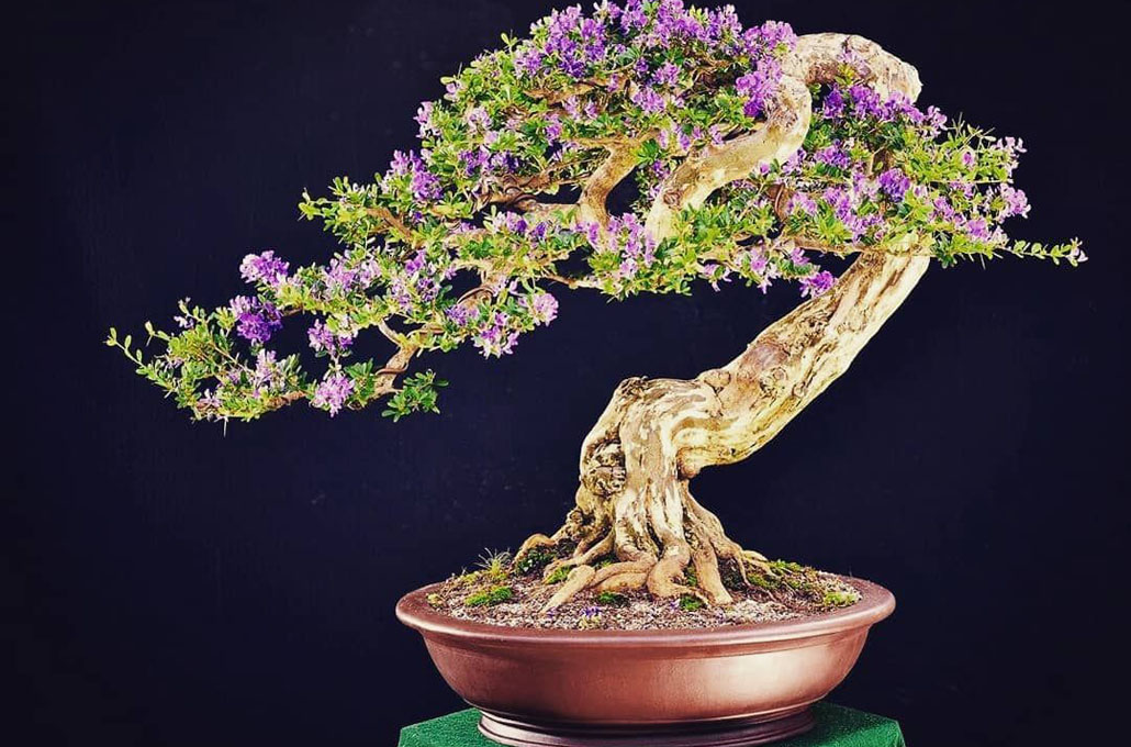 Desmodium Bonsai