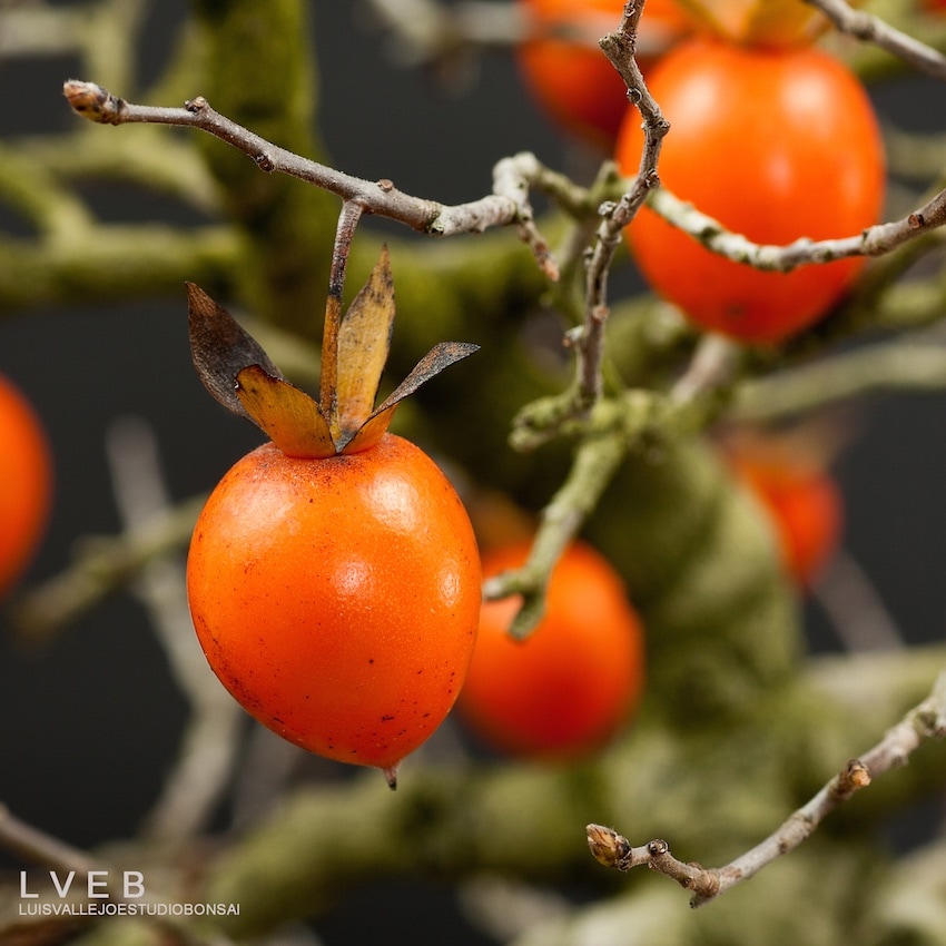 Diospyros bonsai