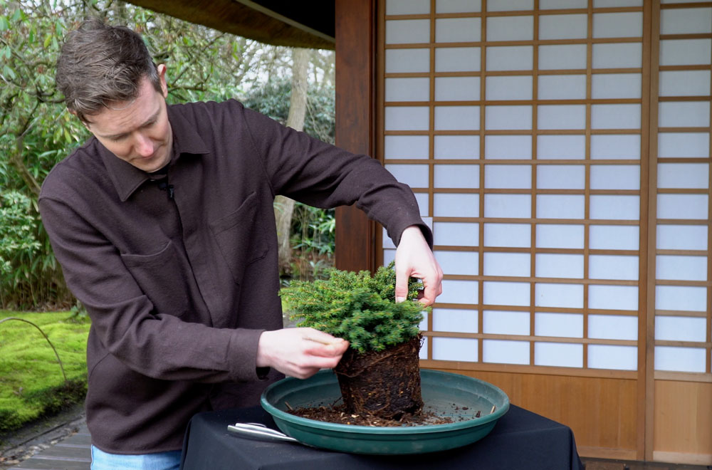 Repotting