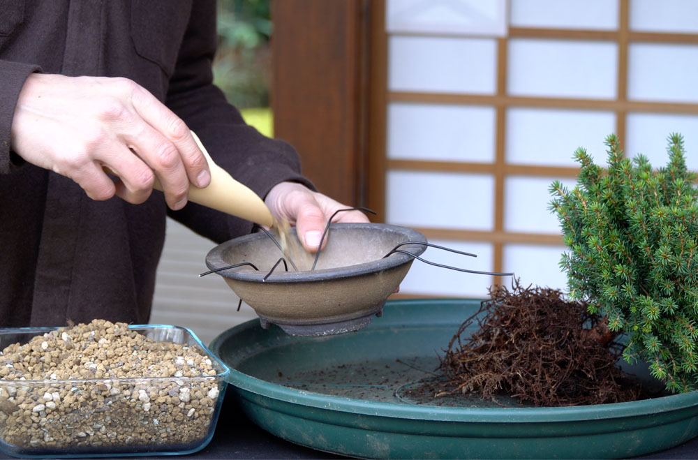 Making a Bonsai