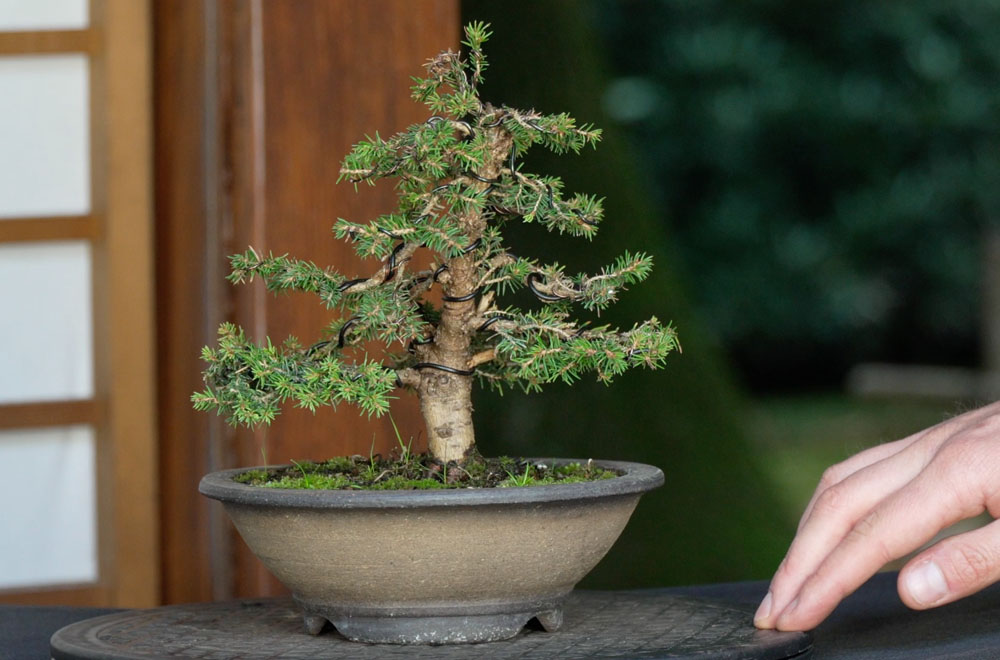 Making a Bonsai