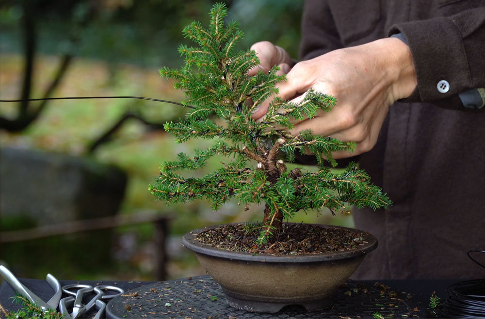 Making a Bonsai