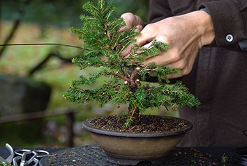 How to make a Bonsai tree