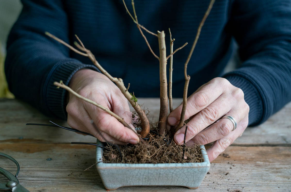 Shohin Bonsai forest creation